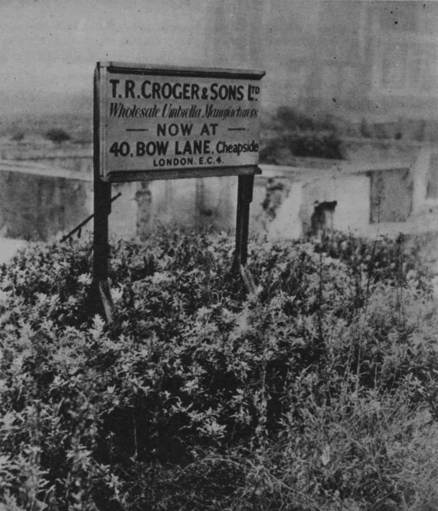 A sign mounted on two pillars that reach the ground in a clump of vegetation. The sign reads, "T.R. Croger & Sons Ltd. Wholesale Umbrella Manufacturers. Now at 40 Bow Lane, Cheapside, London EC4."